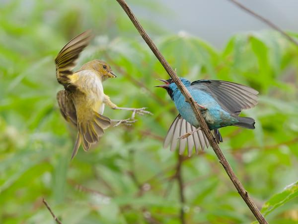 Blauwe pitpit (Dacnis cayana)